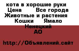 кота в хорошие руки › Цена ­ 0 - Все города Животные и растения » Кошки   . Ямало-Ненецкий АО